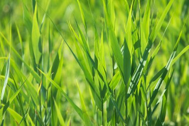 Lush green plants closeup background clipart