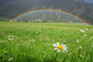 Rainbow over a nice green field clipart