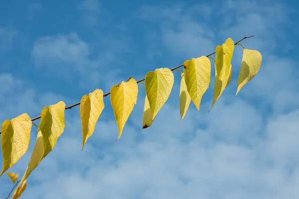 Гілка Жовтим Листям Восени — стокове фото