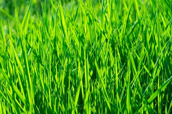 活気に満ちた草 — ストック写真