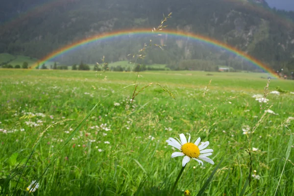 stock image Rainbow over a nice green field
