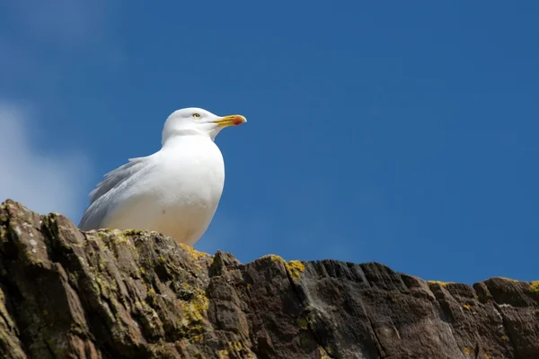 Seagull Standing Cliff — Stock Photo, Image