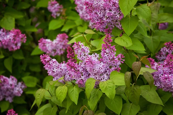 stock image Lilac flowers