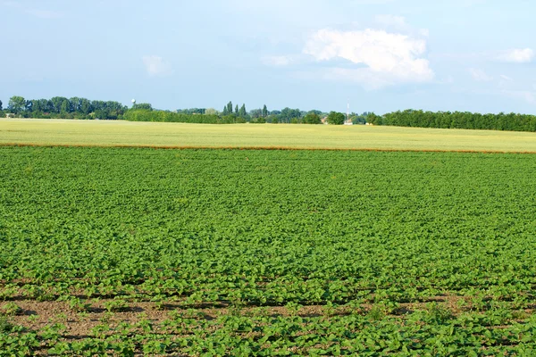 Landbouwgebied — Stockfoto