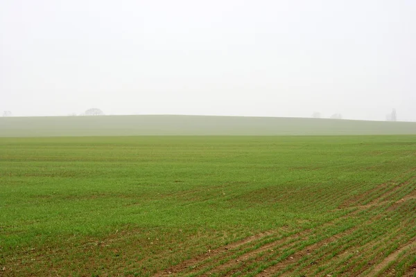 Foggy field — Stock Photo, Image