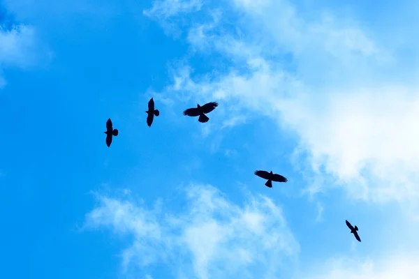 Aves que vuelan — Foto de Stock