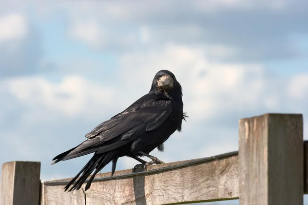 Ворона на паркані — стокове фото