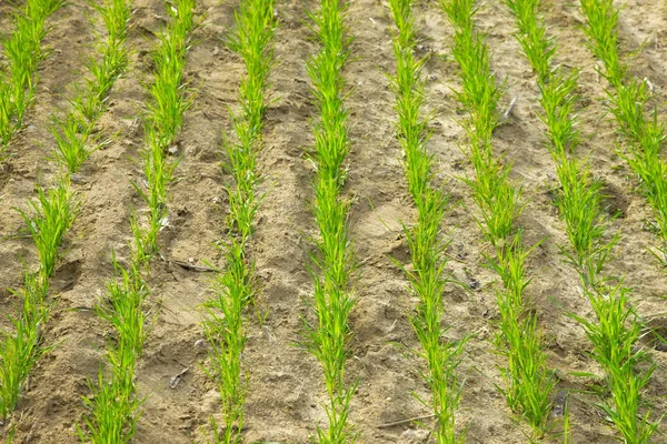 Plants — Stock Photo, Image