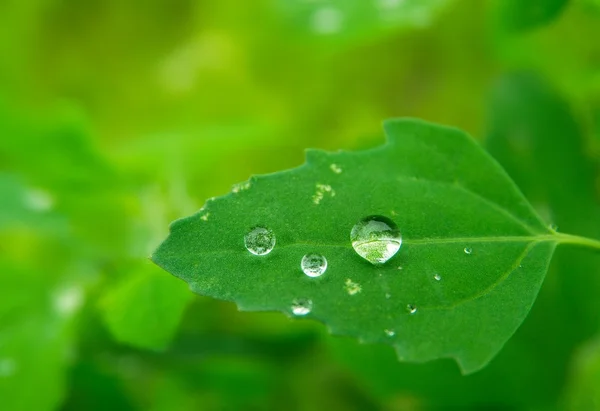 stock image Morning dew