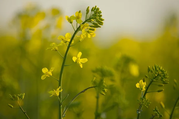 Stock image Rapeseed