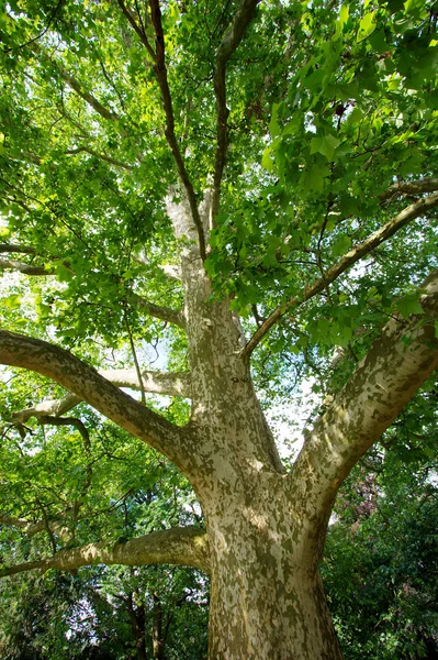 stock image Tree in summer