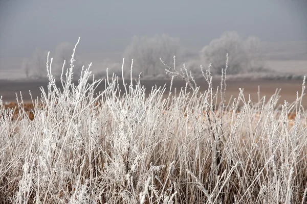 Frost field — Stock Photo, Image