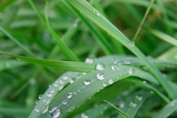 stock image Grass with dew