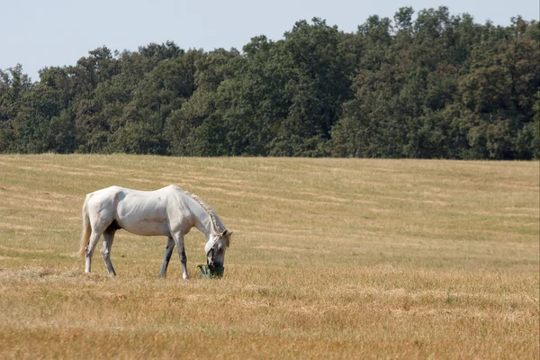 Paard op een gearchiveerde — Stockfoto