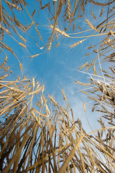 stock image Wheat field