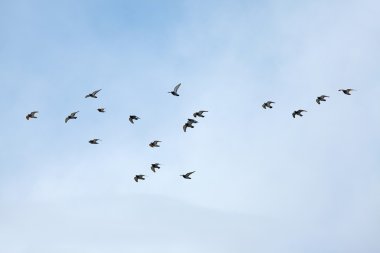 Birds flying clipart