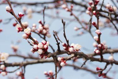 Buds on a tree clipart