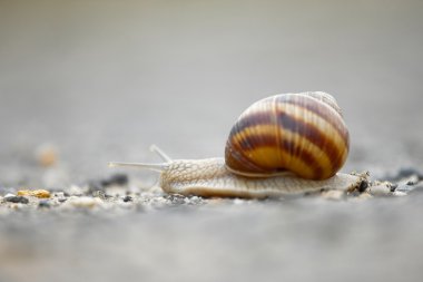 Snail on the ground clipart