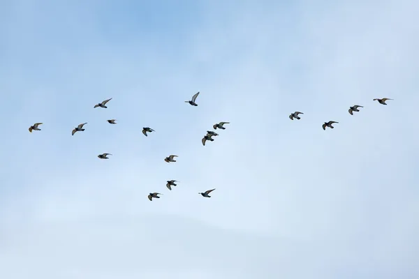 Vogels vliegen — Stockfoto