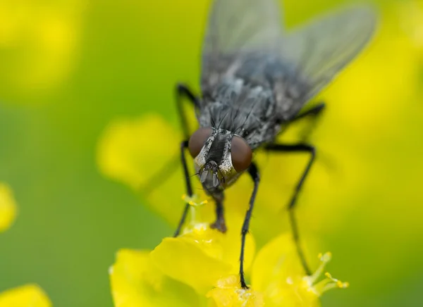 Makro fly — Stok fotoğraf