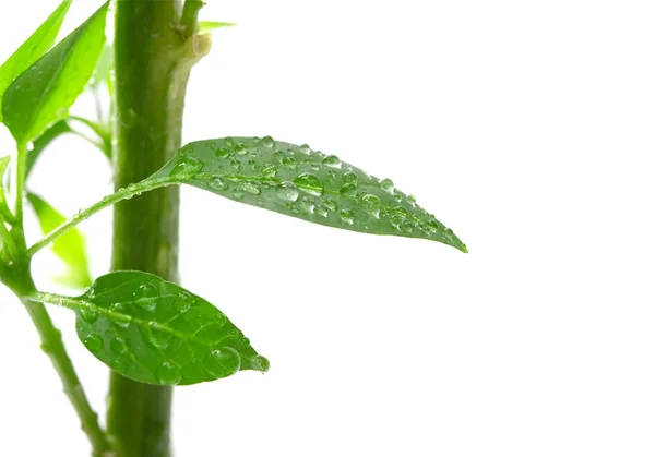 stock image Plant isolated