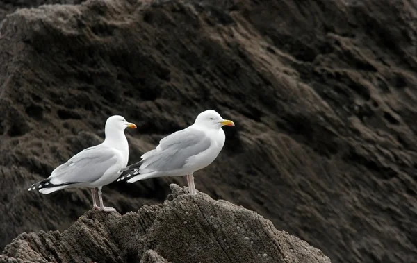 SEAGULLS ของเรา — ภาพถ่ายสต็อก