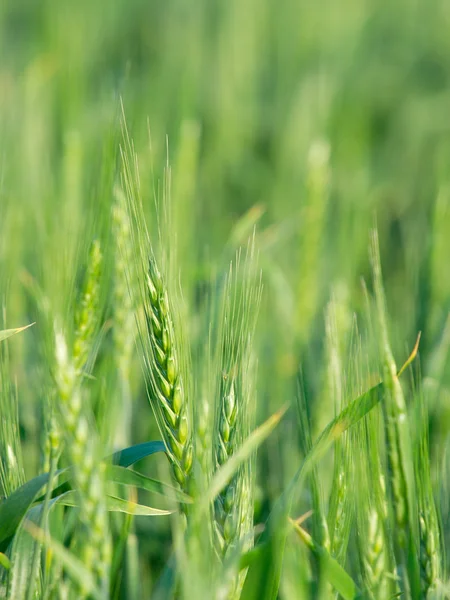 Buğday bitkileri — Stok fotoğraf