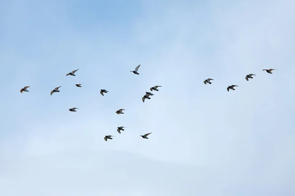 Repülő madarak Stock Kép
