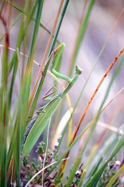 Stock image Praying Mantis