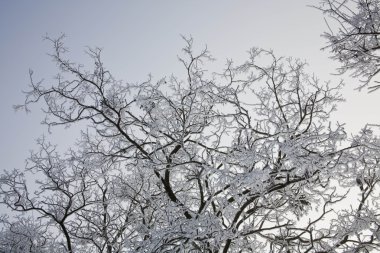 fros ile kaplı ağaçlar