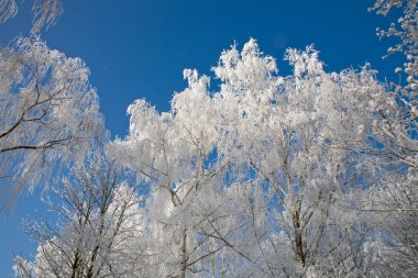 Frost'un üzerinde arka plan gökyüzü kaplı ağaçlar.