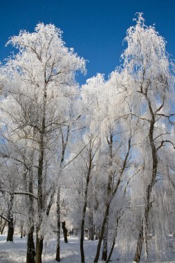 Kış Masalı parkta. Frost ile kaplı ağaçlar.