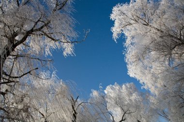 fros ile kaplı ağaçlar