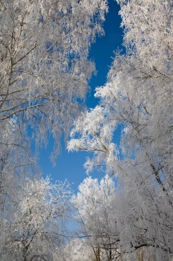 Frost'un üzerinde arka plan gökyüzü kaplı ağaçlar.