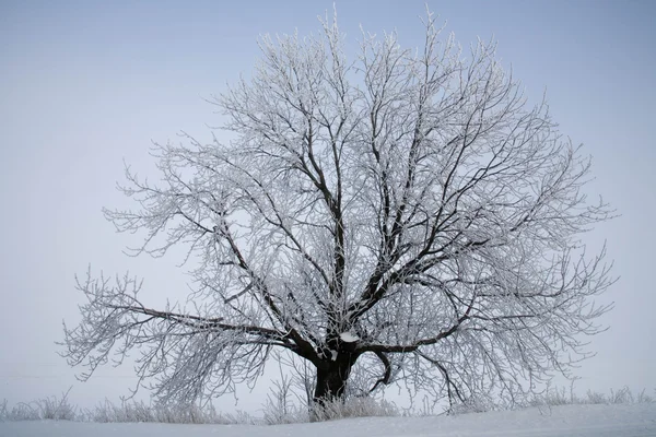 Δέντρα Καλυμμένα Τον Παγετό Για Τον Ουρανό Φόντο — Φωτογραφία Αρχείου