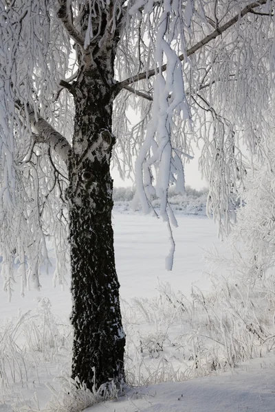Χειμωνιάτικο Παραμύθι Δέντρο — Φωτογραφία Αρχείου