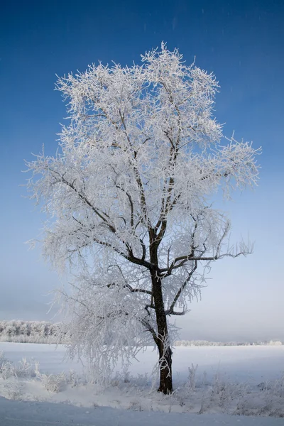 Зимняя Сказка — стоковое фото