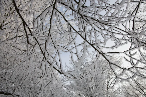 Ttree. χειμώνα — Φωτογραφία Αρχείου