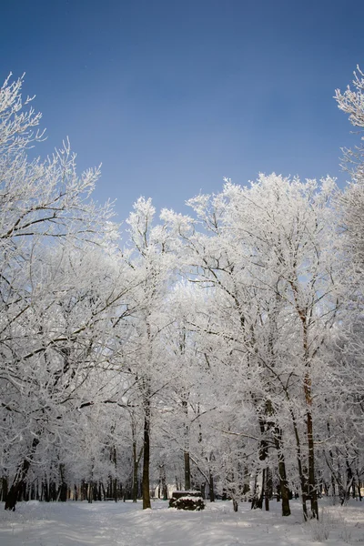 Zimowa Opowieść Parku Drzewa Pokryte Mróz — Zdjęcie stockowe