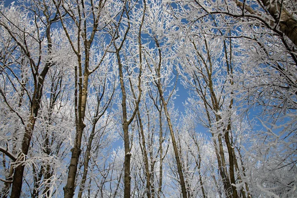 Trees Covered Frost Background Sky — Stock Photo, Image