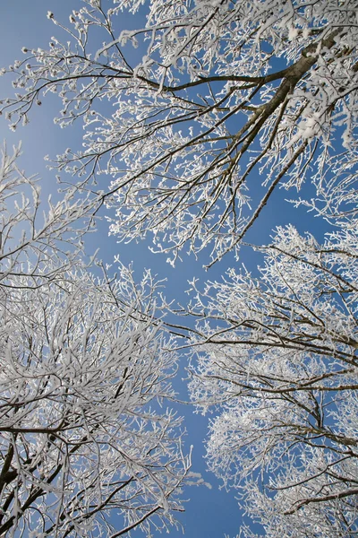 stock image Trees covered with fros