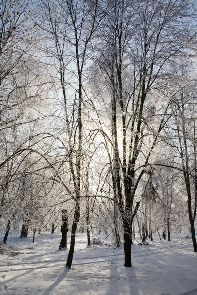 Χειμερινό τοπίο πάρκο — Φωτογραφία Αρχείου