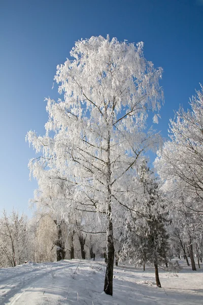 Park Zimowy krajobraz — Zdjęcie stockowe