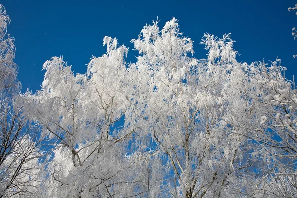 Δέντρα Καλυμμένα Τον Παγετό Για Τον Ουρανό Φόντο — Φωτογραφία Αρχείου