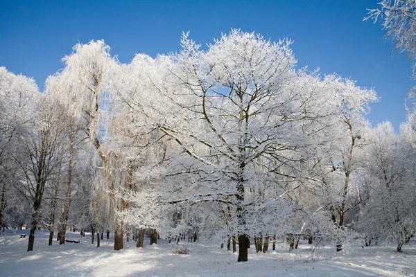 Park-Winterlandschaft — Stockfoto