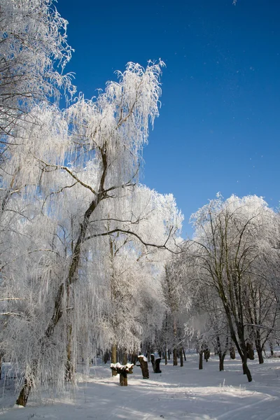 公園の冬の風景 — ストック写真