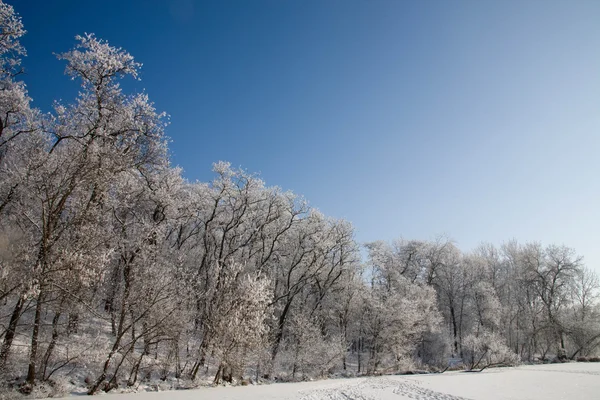 Wintermärchen Auf Dem Fluss Bäume Mit Reif Bedeckt — Stockfoto