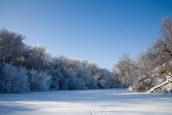 Kış Masalı Nehri Üzerinde Rime Ile Kaplı Ağaçlar — Stok fotoğraf
