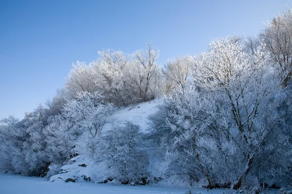 Zimowa Opowieść Rzece Drzewa Pokryte Rym — Zdjęcie stockowe