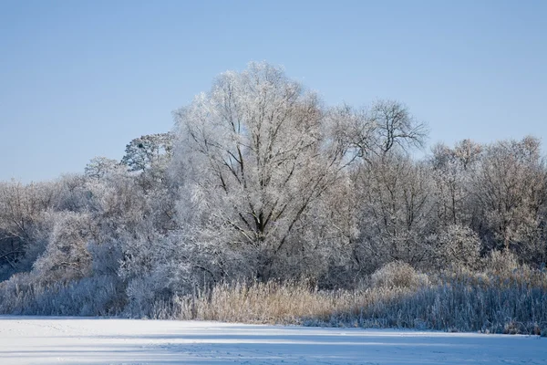 Winter Tale River Trees Covered Rime — Stock Photo, Image
